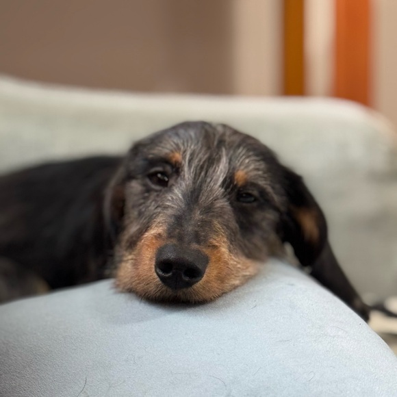 Meet your Posher, Janine - Picture 7 of 7